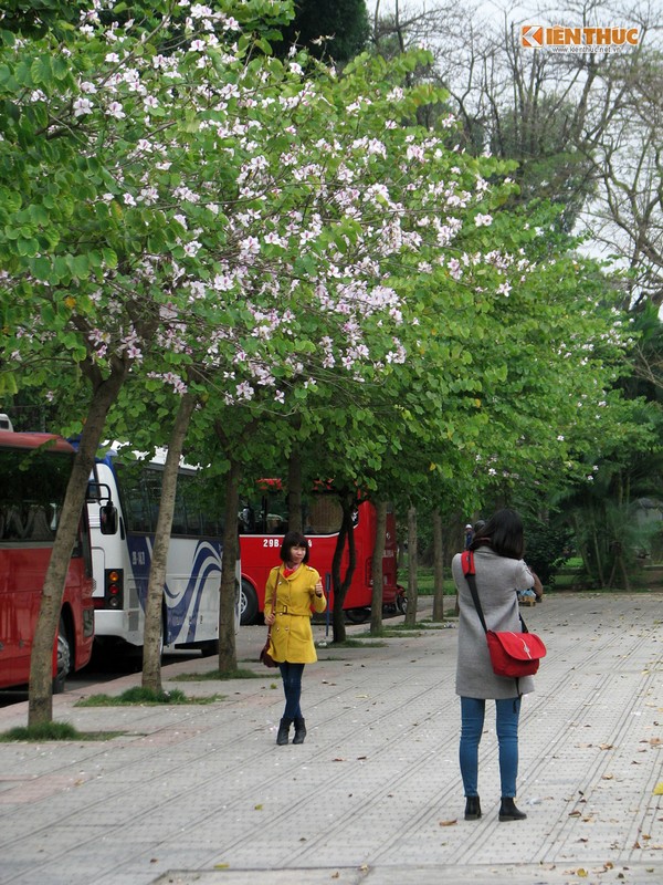 Ngam hoa ban mang mua xuan Tay Bac ve giua long Ha Noi-Hinh-3